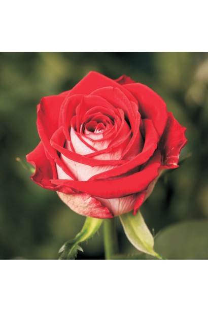  Tea hybrid rose Luxor